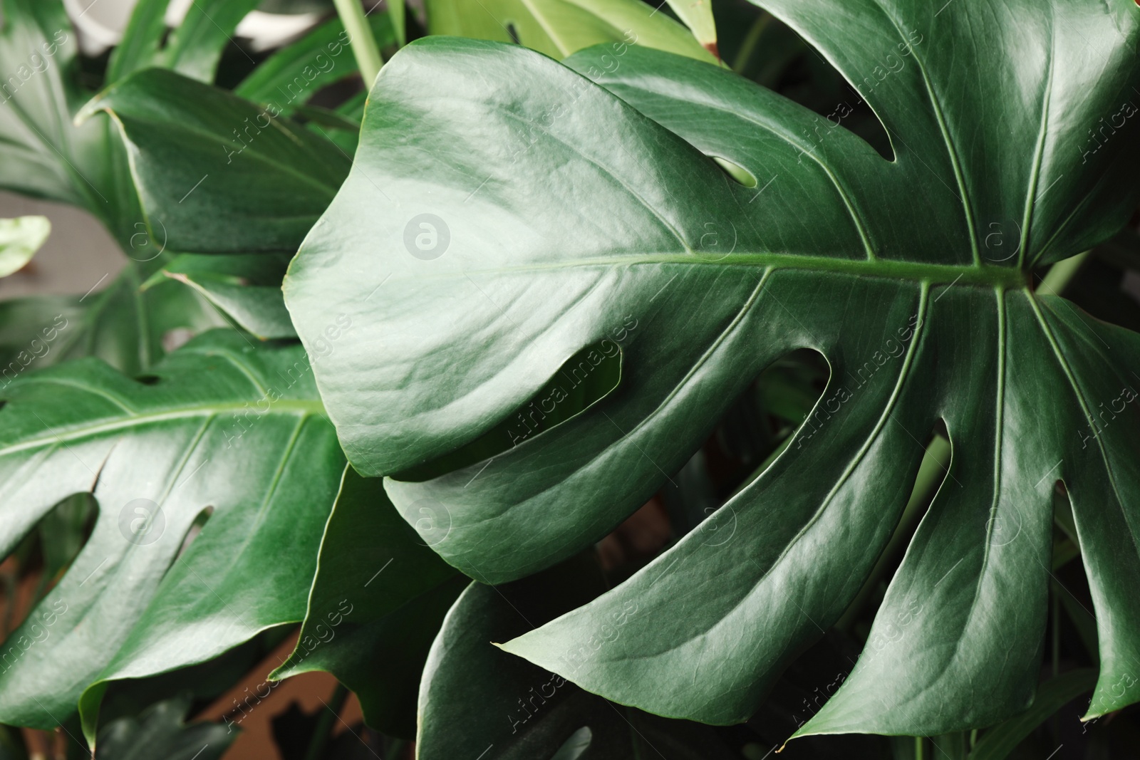 Photo of Monstera with lush leaves, closeup. Tropical plant