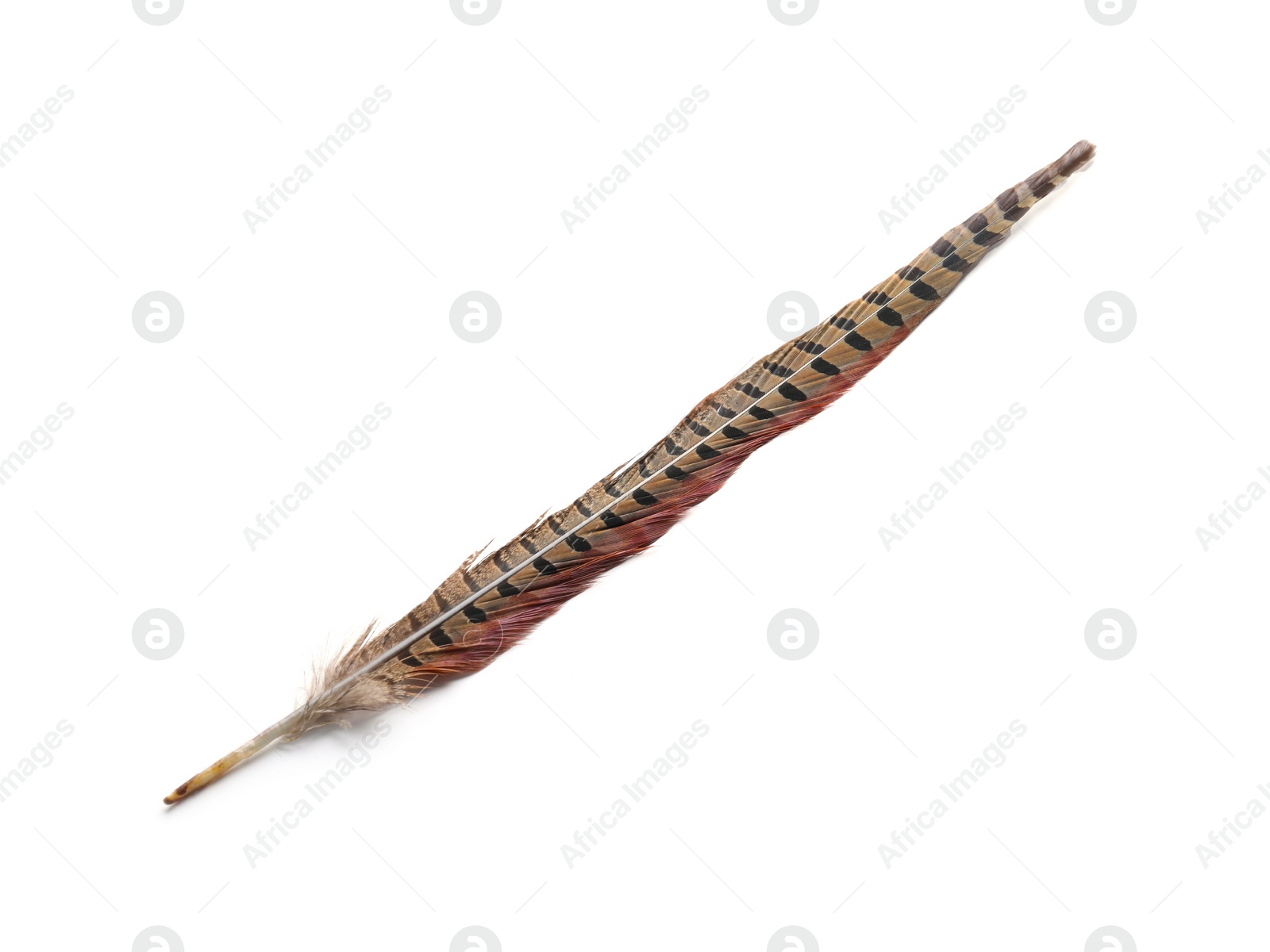 Photo of Beautiful brown bird feather isolated on white, top view