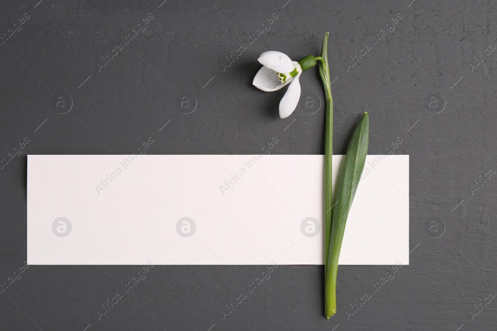 Photo of Beautiful snowdrop flower and paper card on grey background, flat lay. Space for text