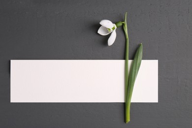 Beautiful snowdrop flower and paper card on grey background, flat lay. Space for text