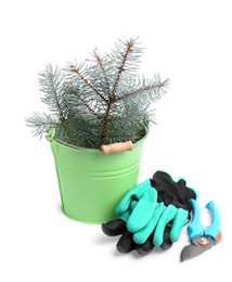 Gardening gloves, pruner and bucket with spruce branch on white background