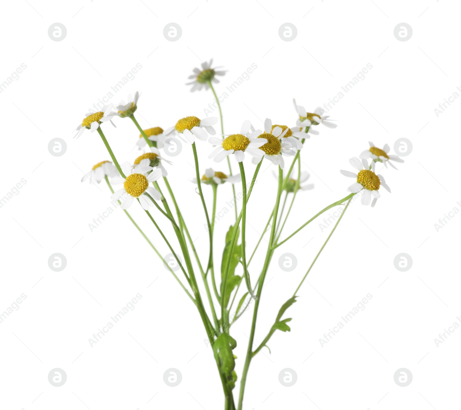 Photo of Bunch of beautiful chamomile flowers on white background