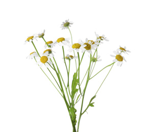 Bunch of beautiful chamomile flowers on white background