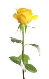 One beautiful yellow rose isolated on white