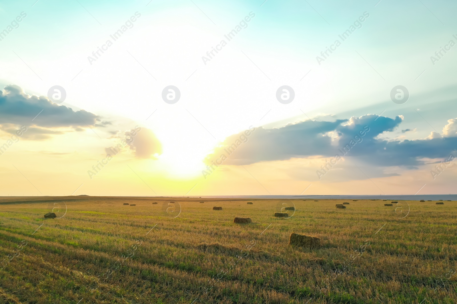 Photo of Green mowed field with hay blocks outdoors on sunny day. Agricultural industry