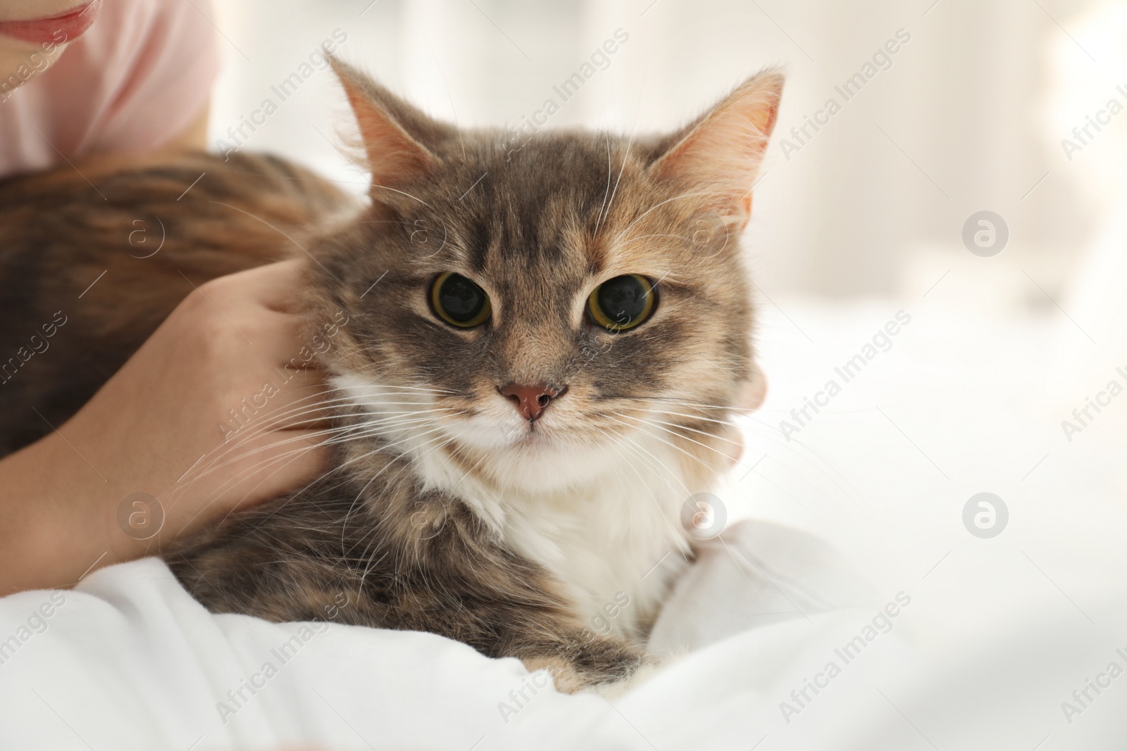 Photo of Cute little girl with cat lying on bed at home, closeup. First pet