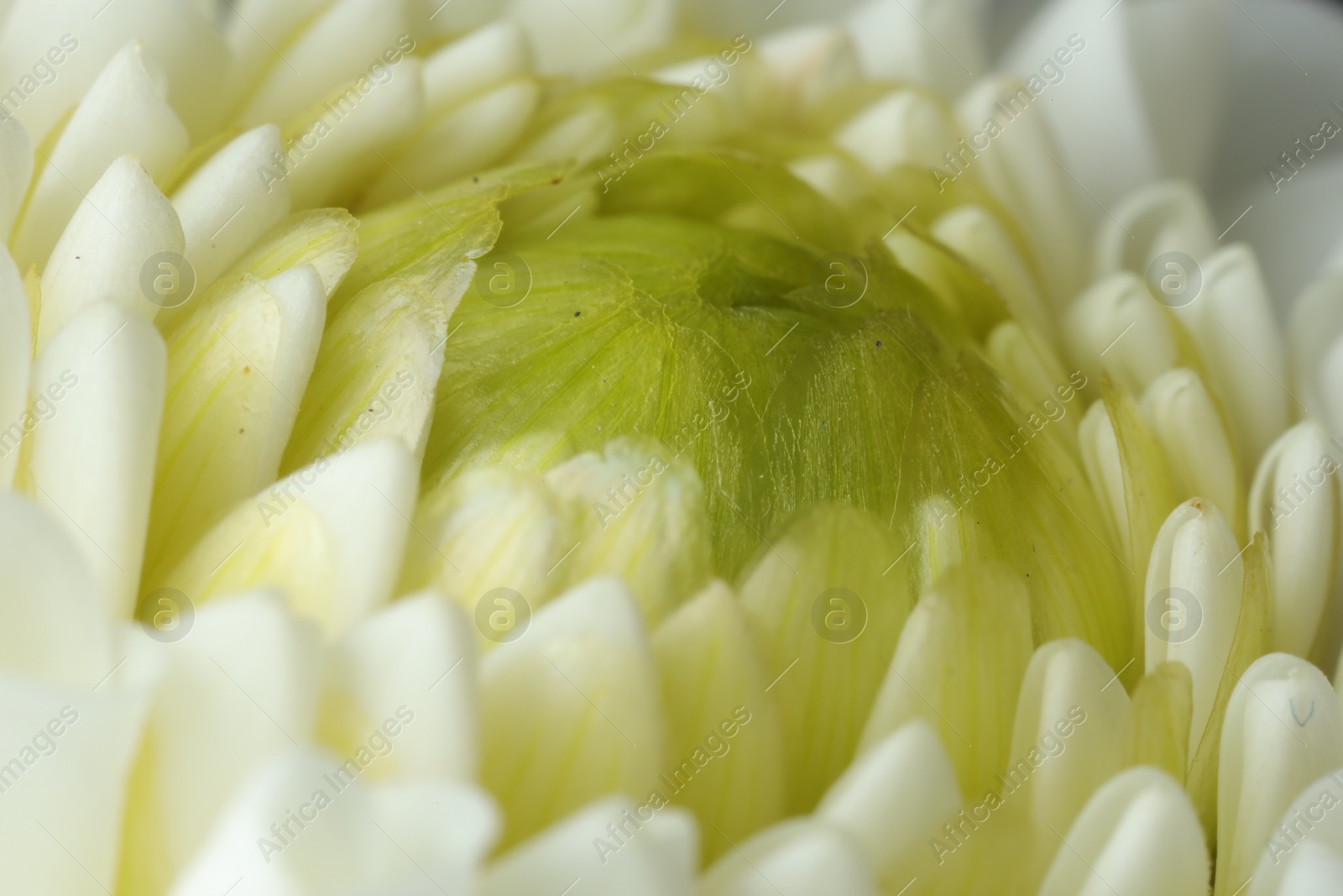 Photo of One beautiful white flower as background, macro