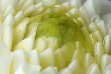 One beautiful white flower as background, macro