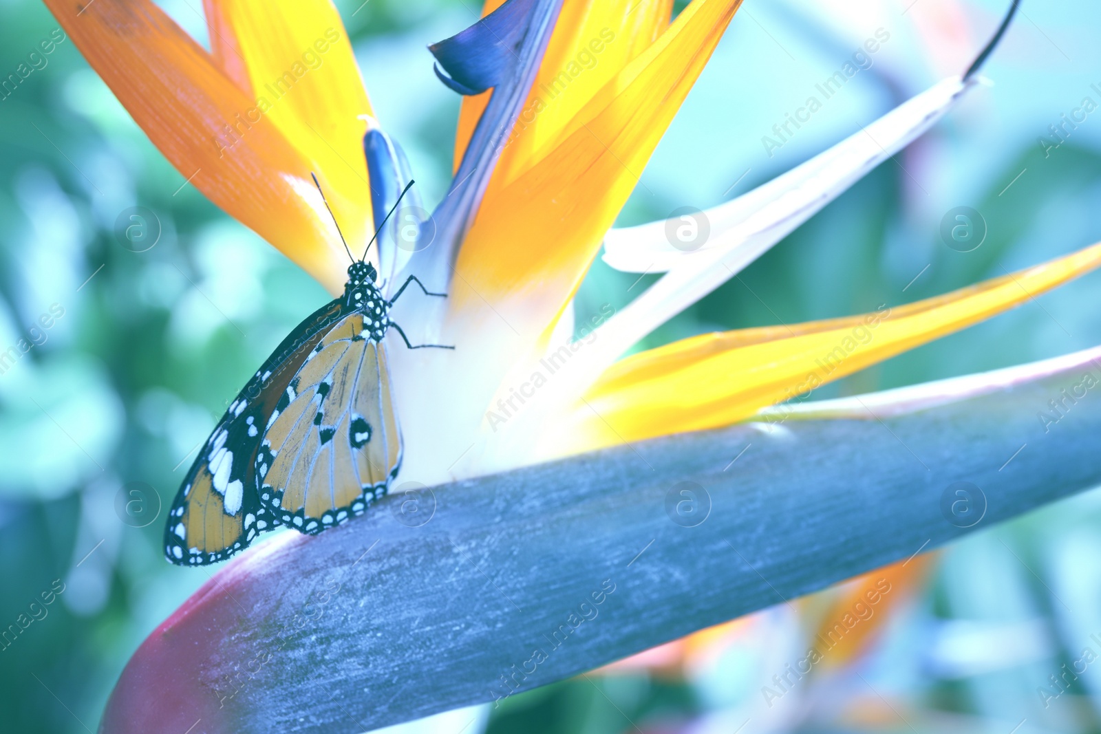 Photo of Beautiful painted lady butterfly on flower in garden