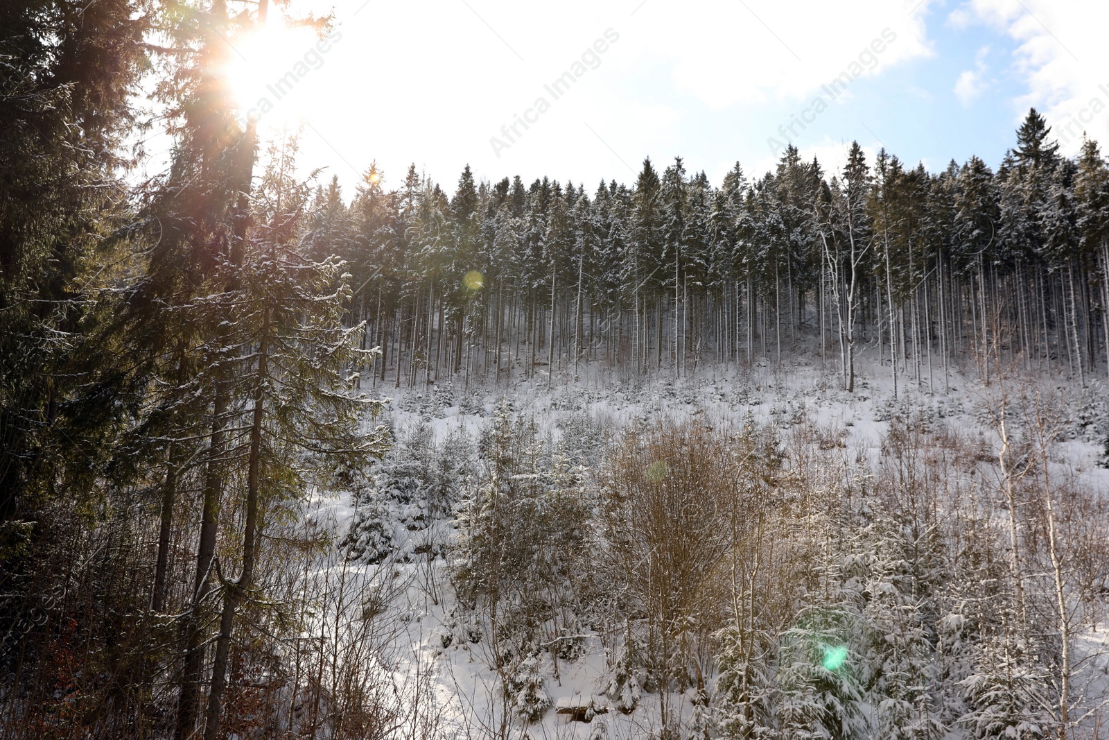 Photo of Picturesque landscape with snowy forest on sunny in winter