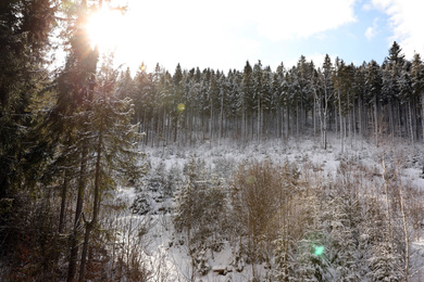 Picturesque landscape with snowy forest on sunny in winter