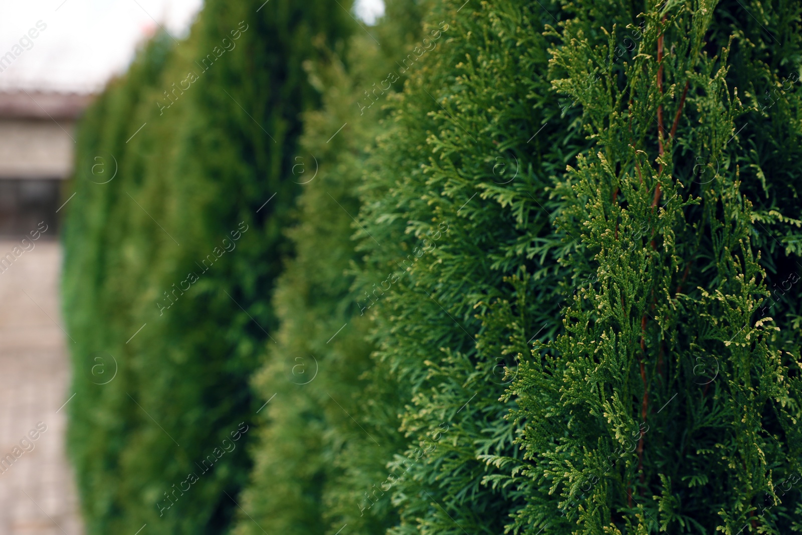 Photo of Potted coniferous plants at Christmas tree market. Space for text