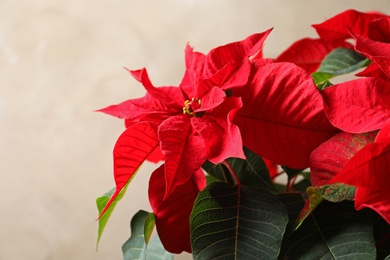 Photo of Poinsettia (traditional Christmas flower) against color background, closeup