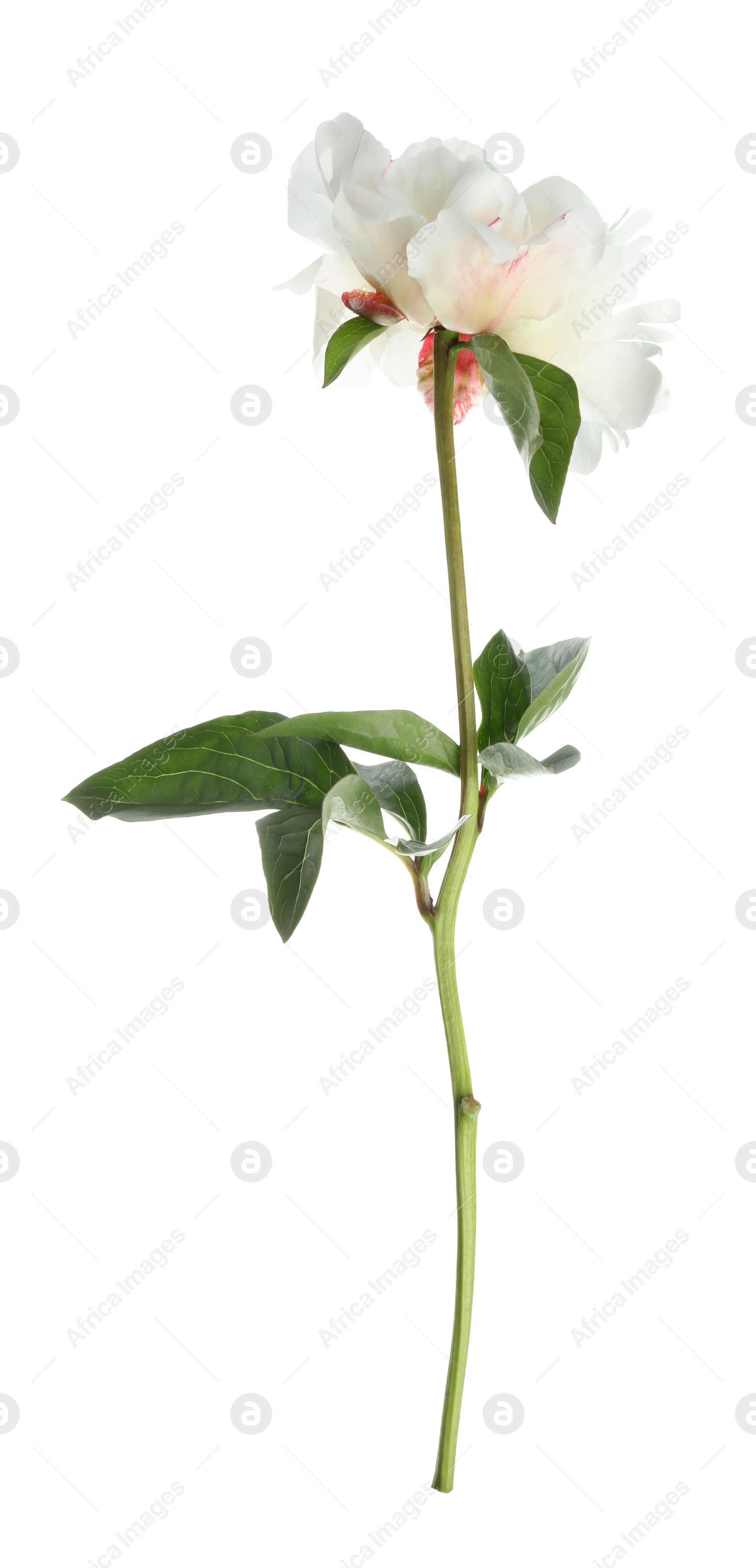 Photo of Beautiful fragrant peony flower isolated on white