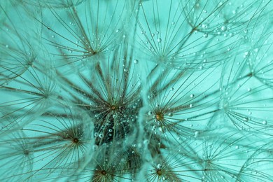 Photo of Beautiful fluffy dandelion flower with water drops on turquoise background, closeup
