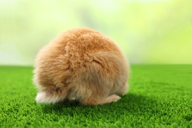 Cute fluffy pet rabbit on green grass outdoors