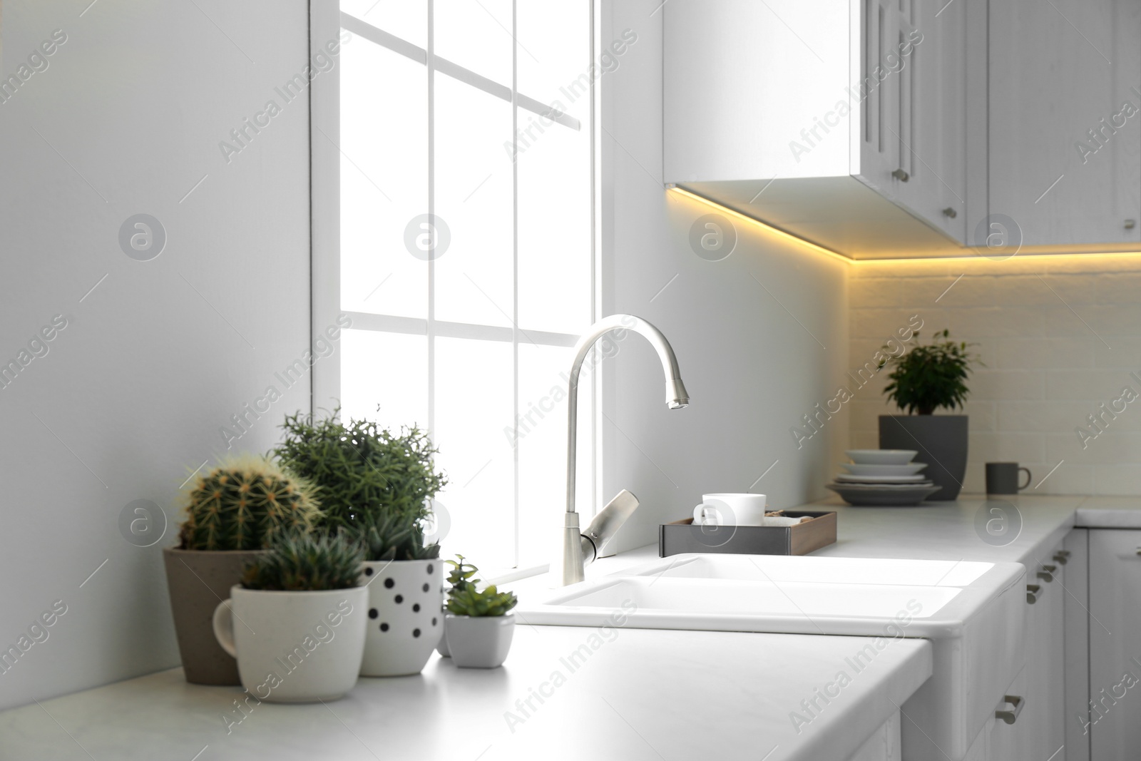 Photo of Beautiful houseplants near sink in stylish kitchen interior