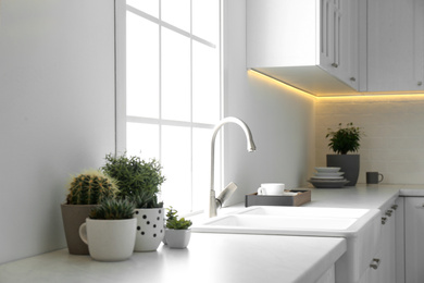 Photo of Beautiful houseplants near sink in stylish kitchen interior