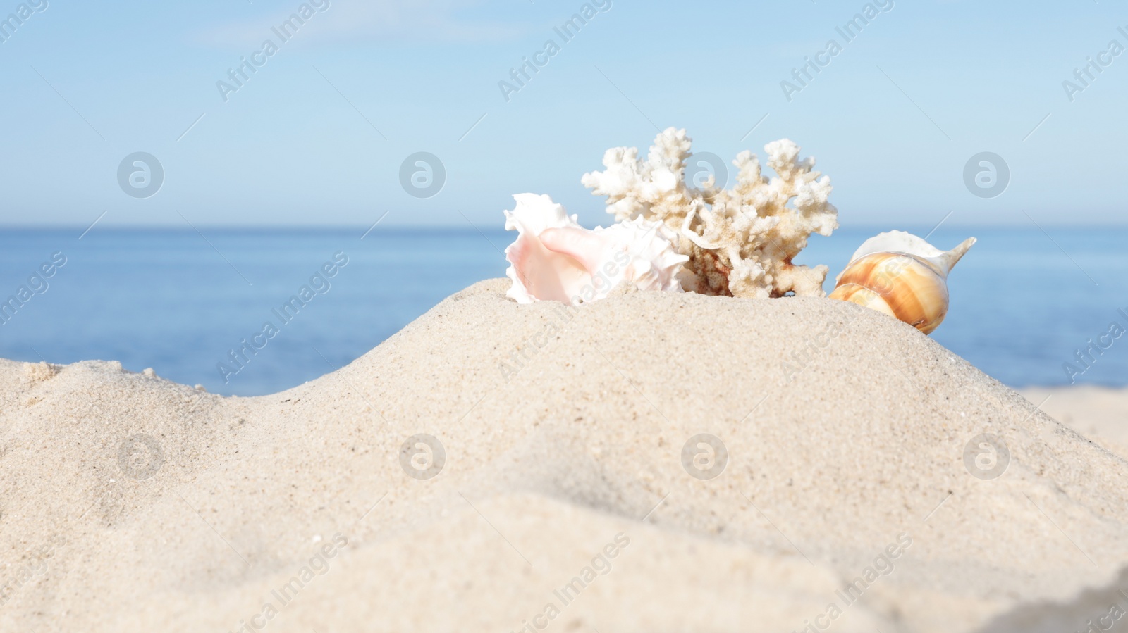 Photo of Sandy beach with beautiful coral and shells near sea. Space for text