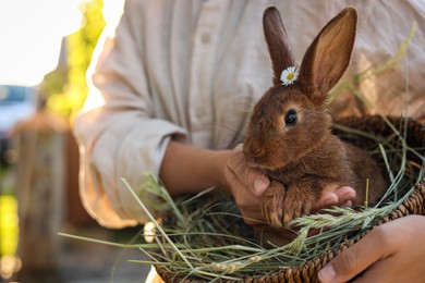 Woman with cute rabbit outdoors on sunny day, closeup