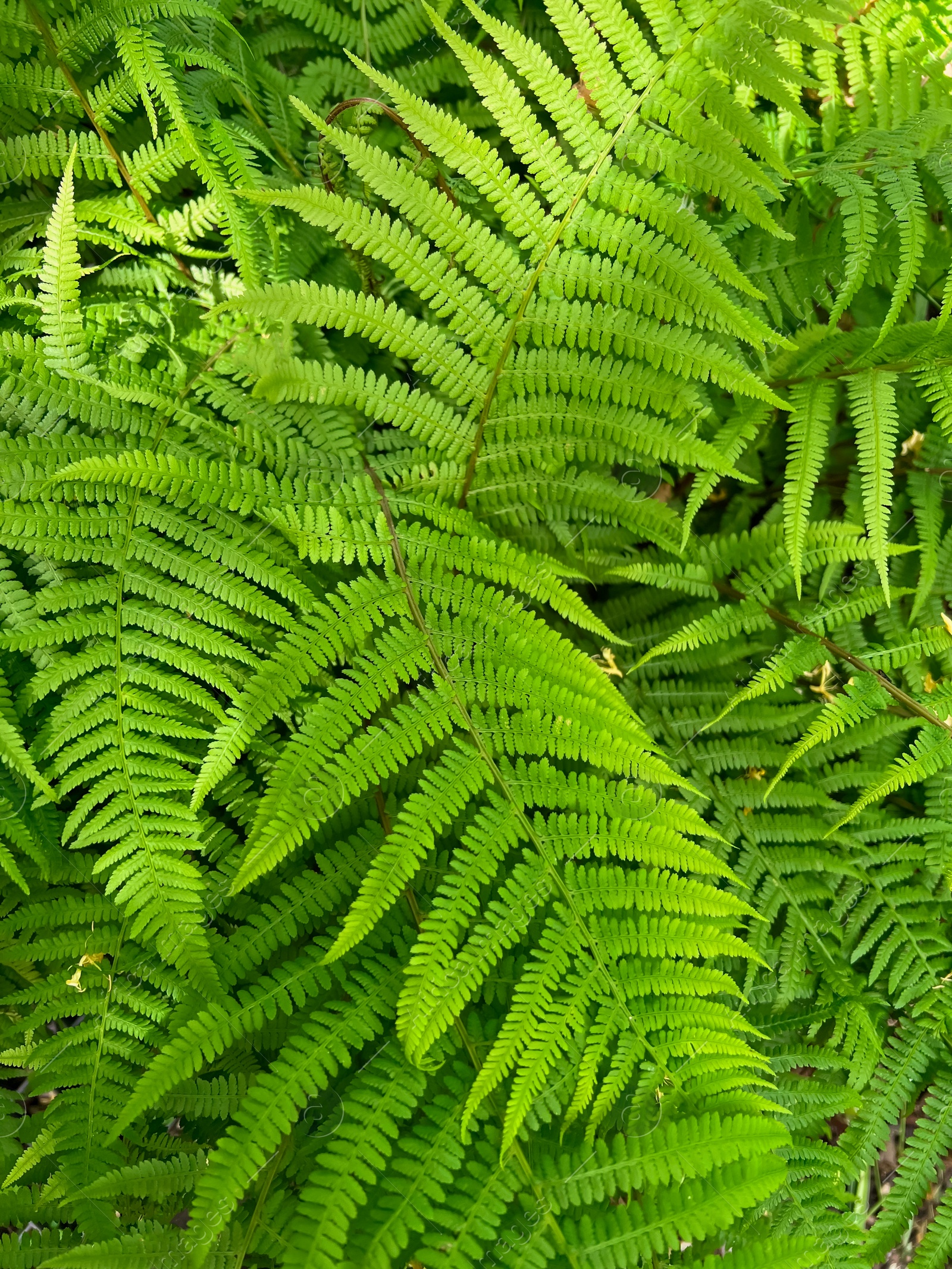 Photo of Beautiful green fern as background, closeup view