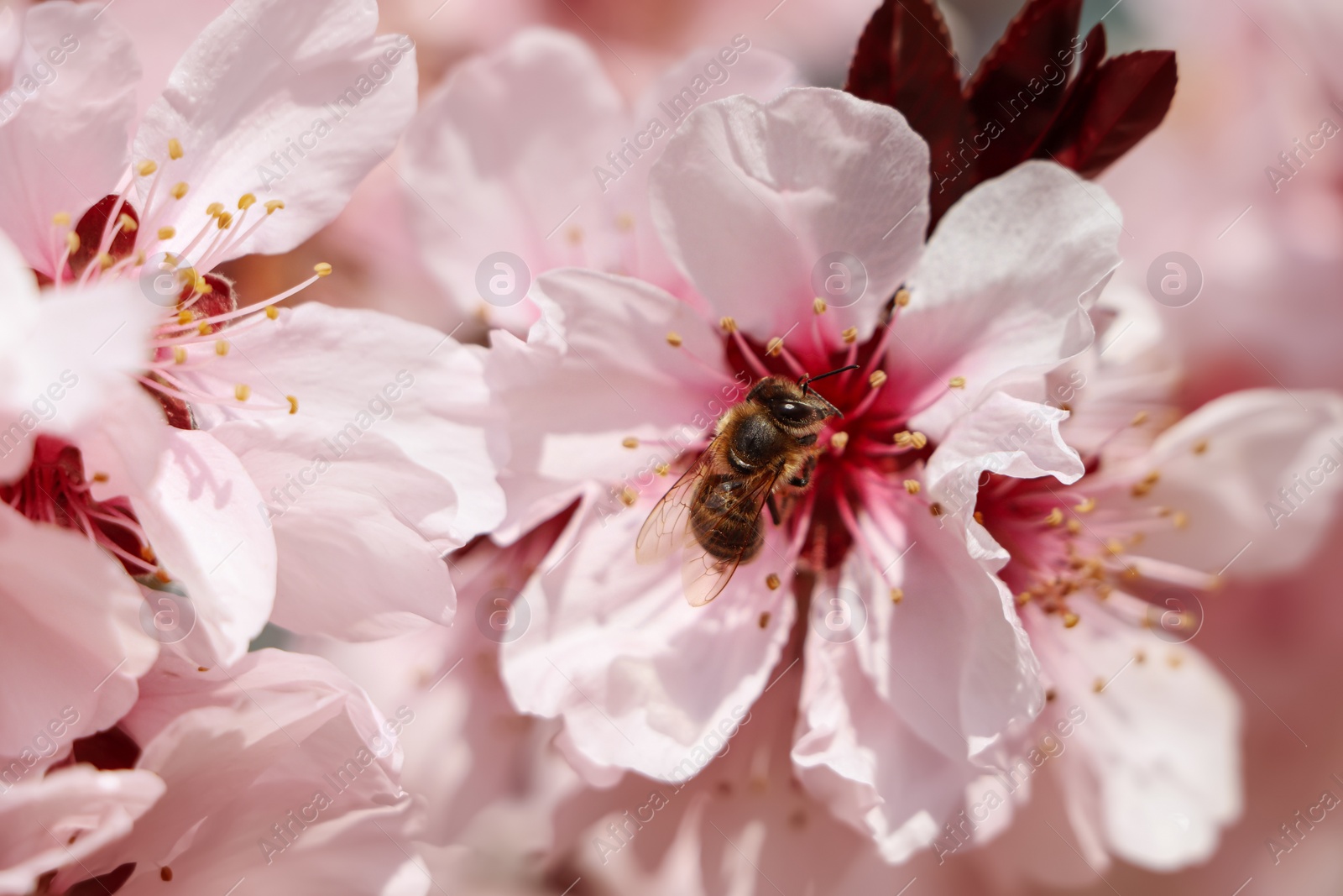 Photo of Honey bee collecting pollen from cherry blossom outdoors, closeup. Springtime