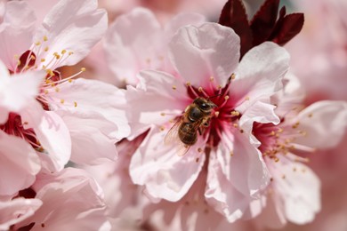 Photo of Honey bee collecting pollen from cherry blossom outdoors, closeup. Springtime