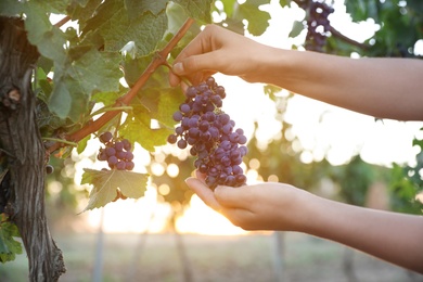 Photo of Woman picking grapes in vineyard on sunset, closeup