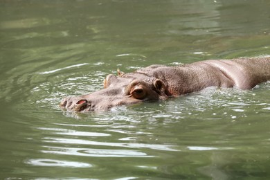 Big hippopotamus swimming in pond at zoo