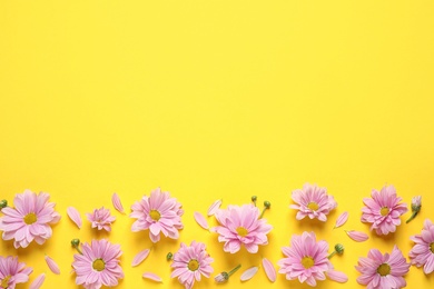 Beautiful pink chamomile flowers on yellow background, flat lay. Space for text