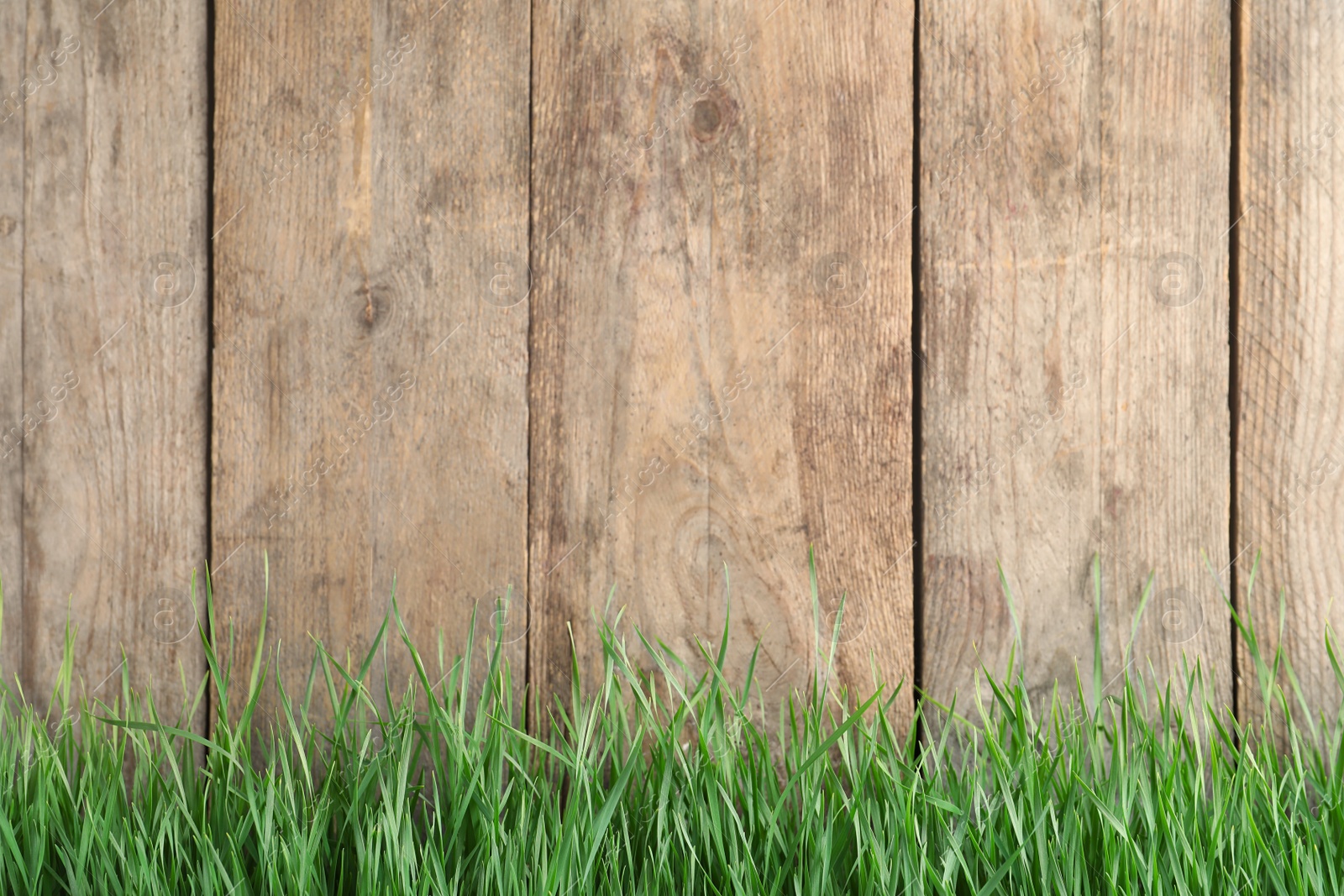 Photo of Fresh green grass near wooden fence. Space for text