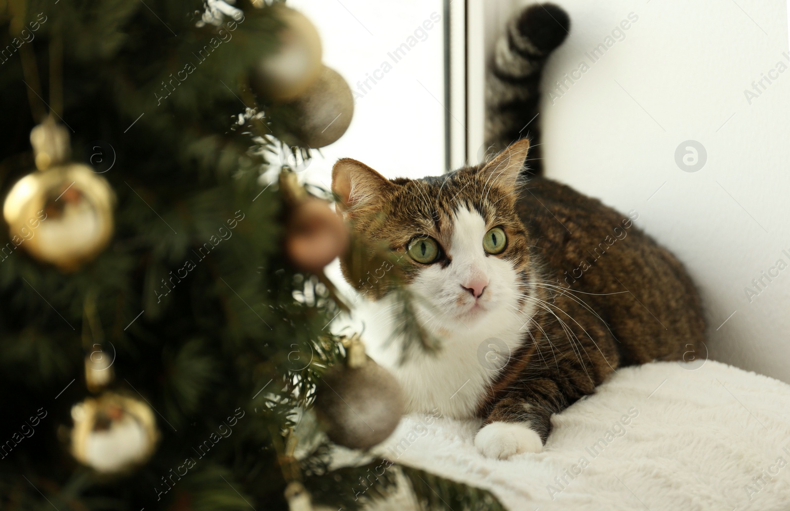 Photo of Cute cat and Christmas tree at home. Funny pet