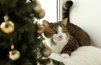 Photo of Cute cat and Christmas tree at home. Funny pet