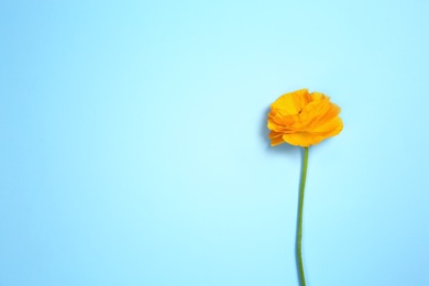 Photo of Beautiful ranunculus flower on color background