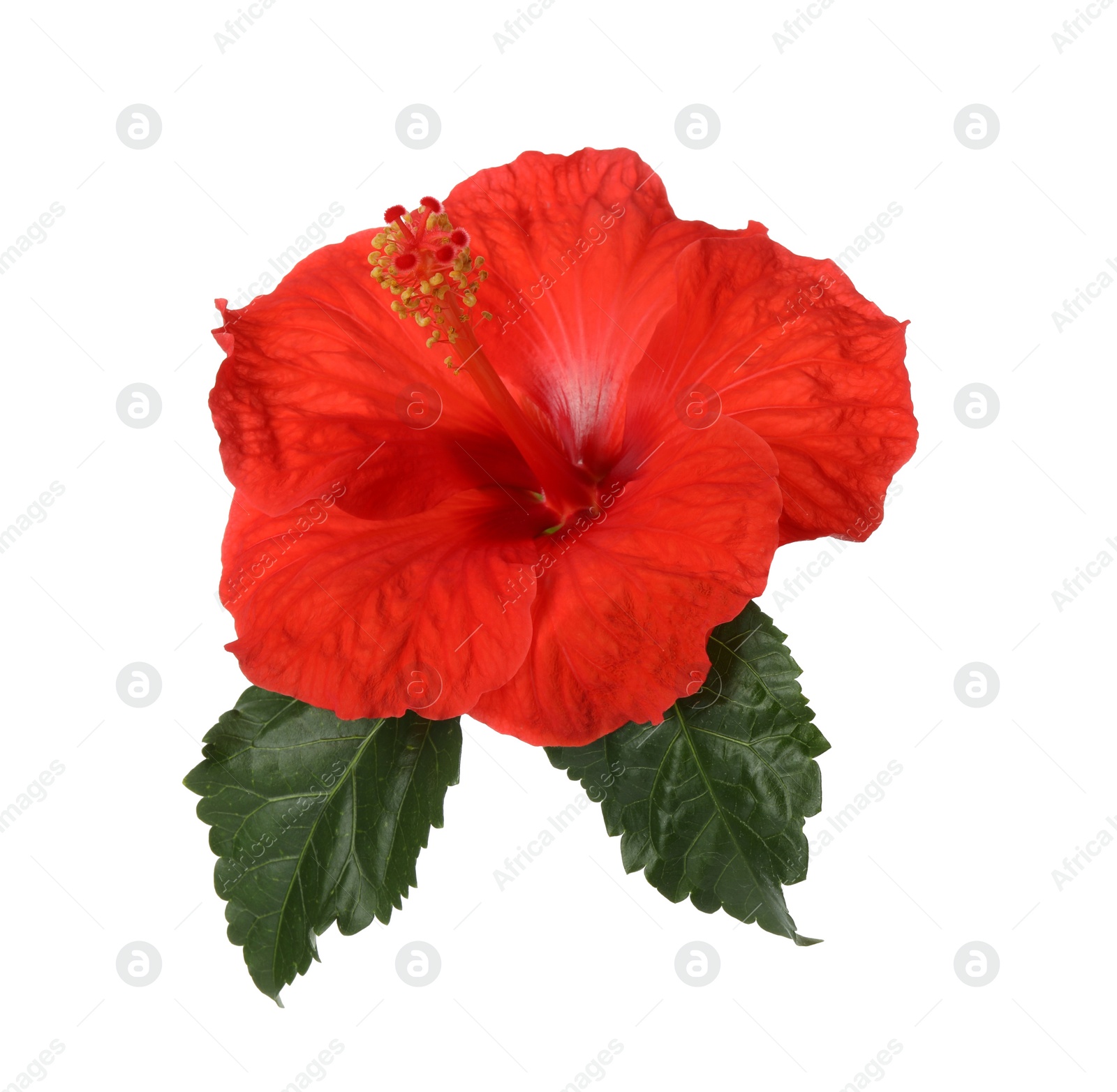 Photo of Beautiful red hibiscus flower with green leaves isolated on white