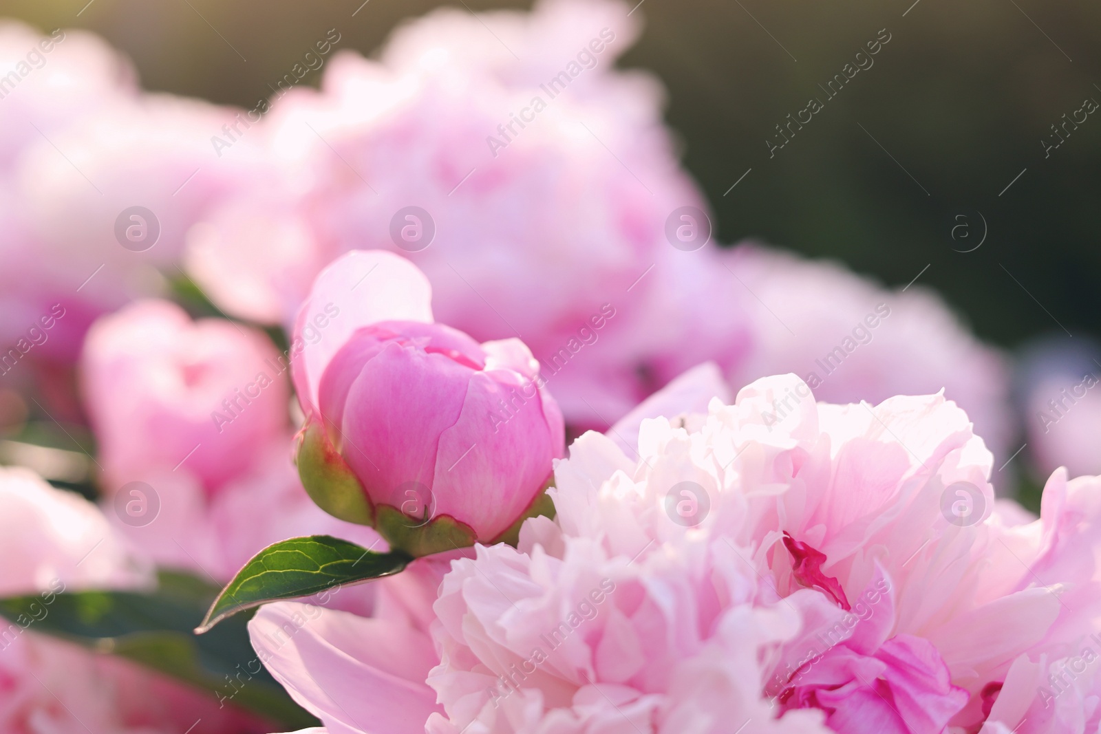 Photo of Blooming peony plant with beautiful pink flowers outdoors, closeup