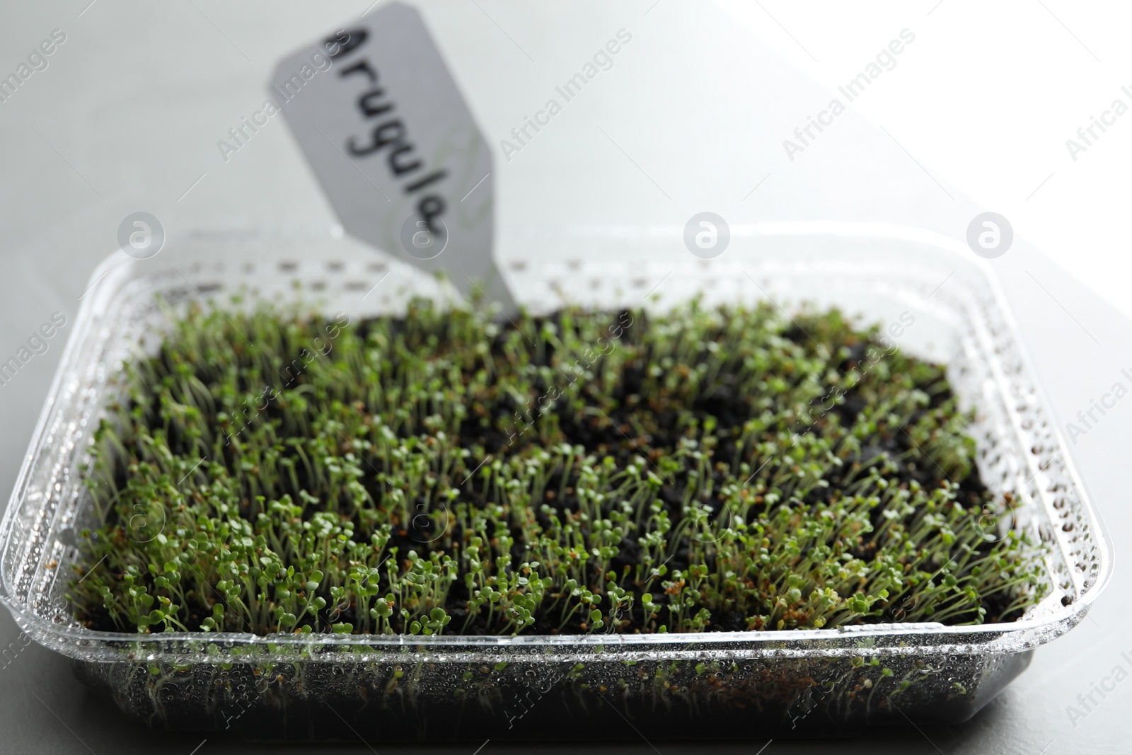 Photo of Young arugula sprouts in container on light table, closeup