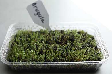 Young arugula sprouts in container on light table, closeup