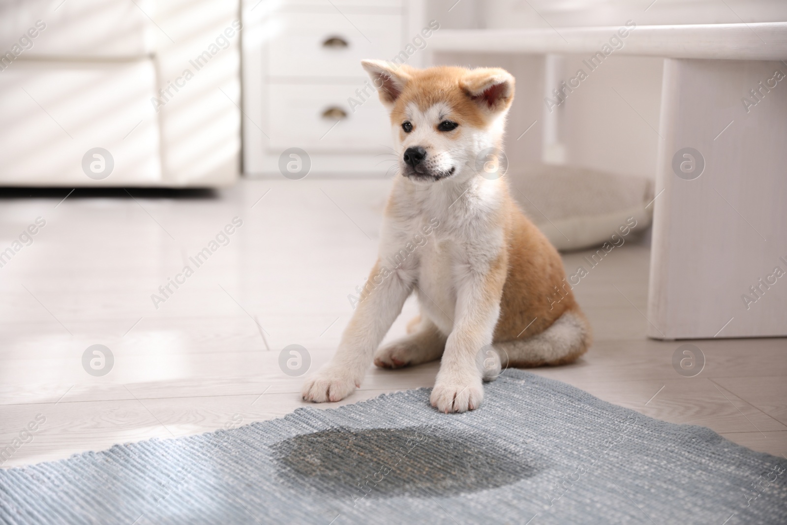 Photo of Adorable akita inu puppy near puddle on rug at home