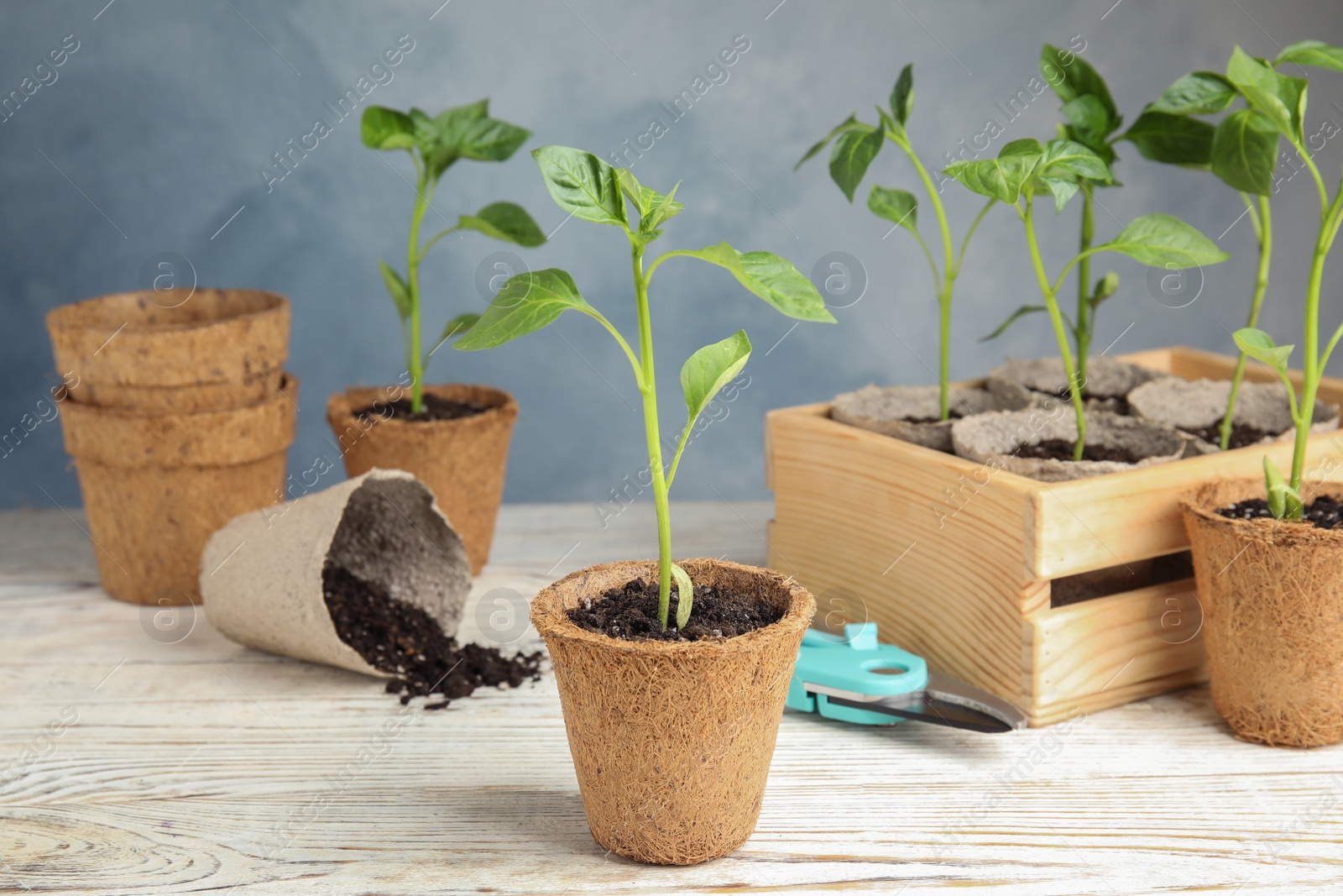 Photo of Vegetable seedlings in peat pots on wooden table against blue background