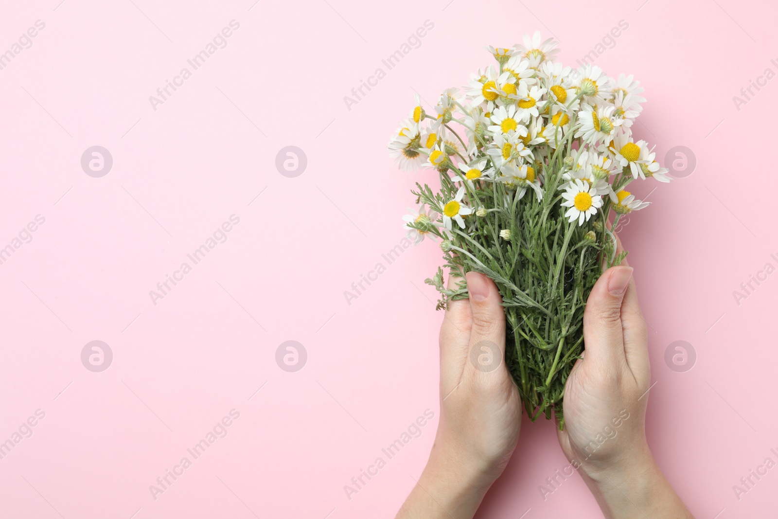 Photo of Woman holding chamomile bouquet on pink background, top view. Space for text