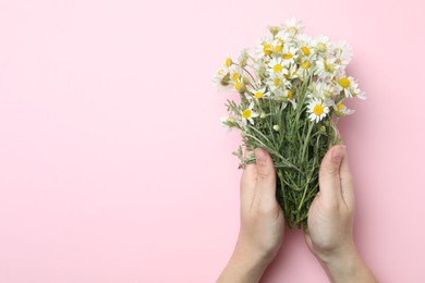 Photo of Woman holding chamomile bouquet on pink background, top view. Space for text