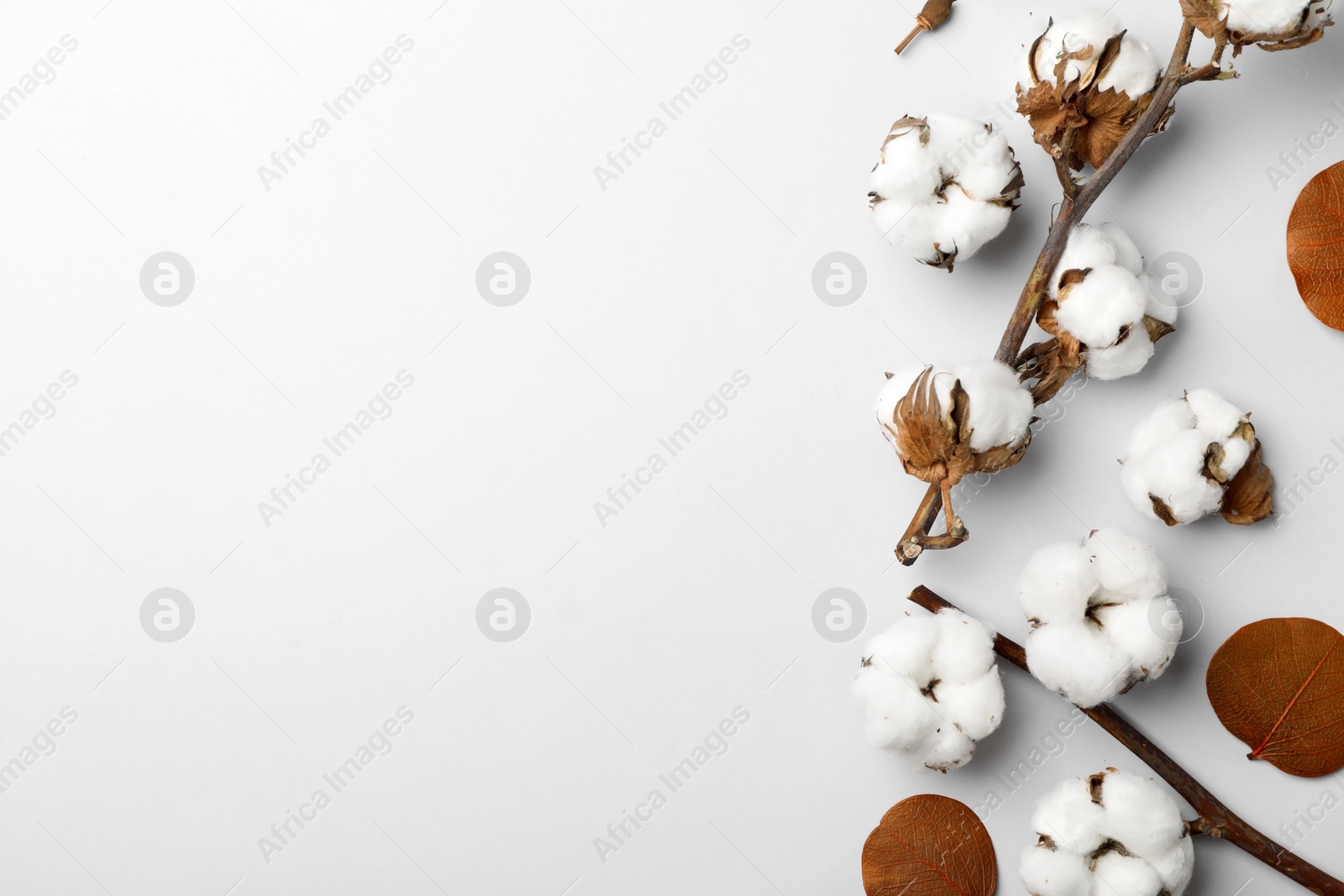 Photo of Flat lay composition with cotton flowers on light grey background. Space for text