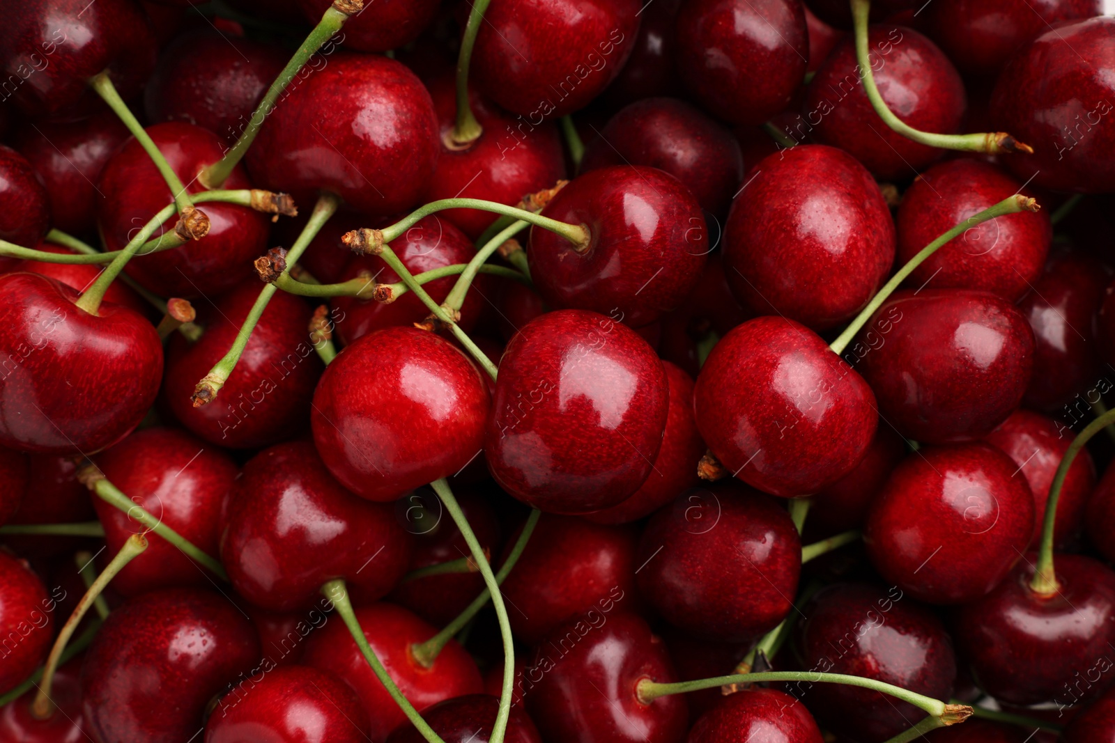 Photo of Ripe sweet cherries as background, top view