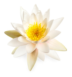 Image of Beautiful blooming lotus flower isolated on white