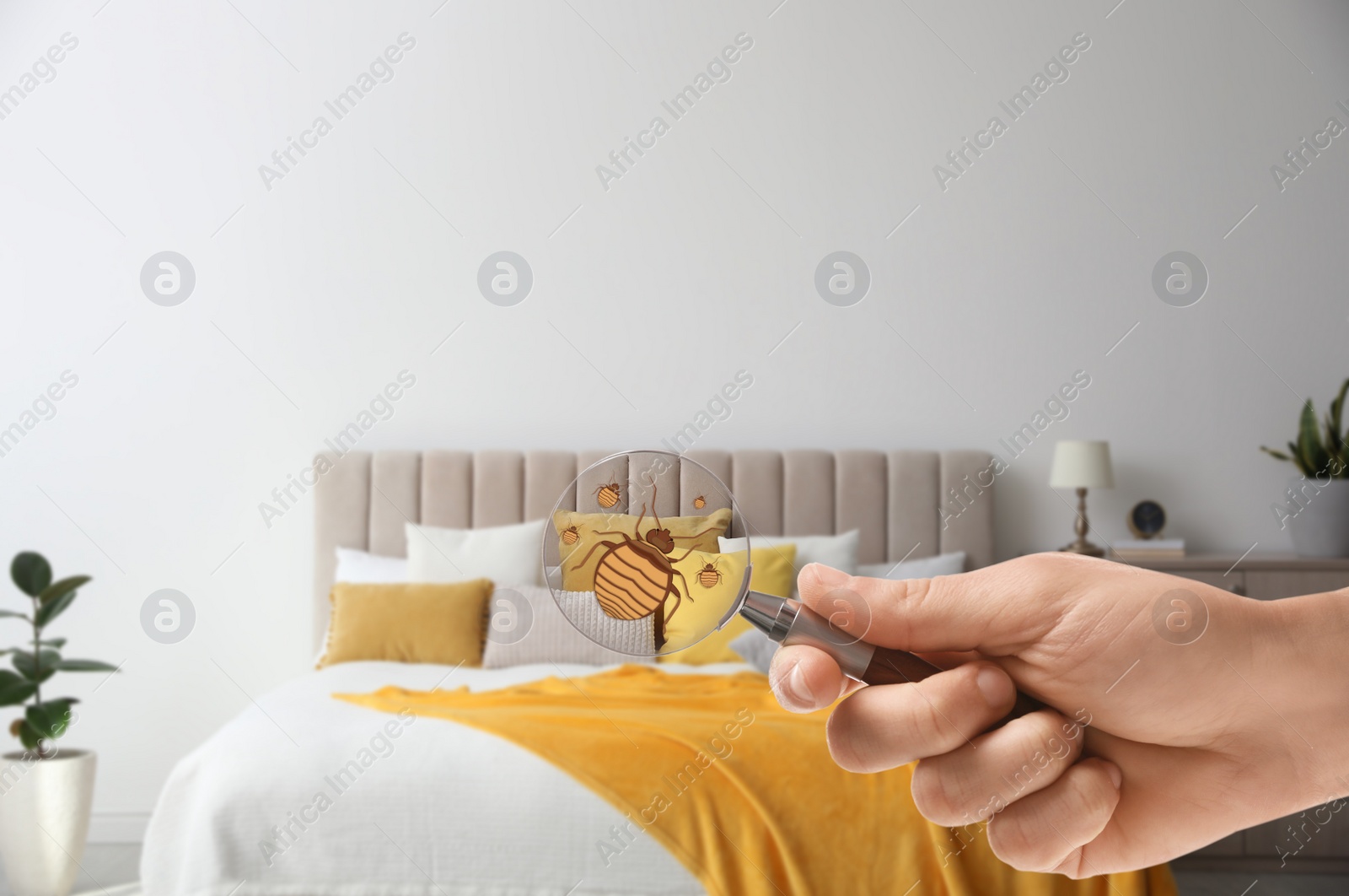 Image of Woman with magnifying glass detecting bed bugs in bedroom, closeup