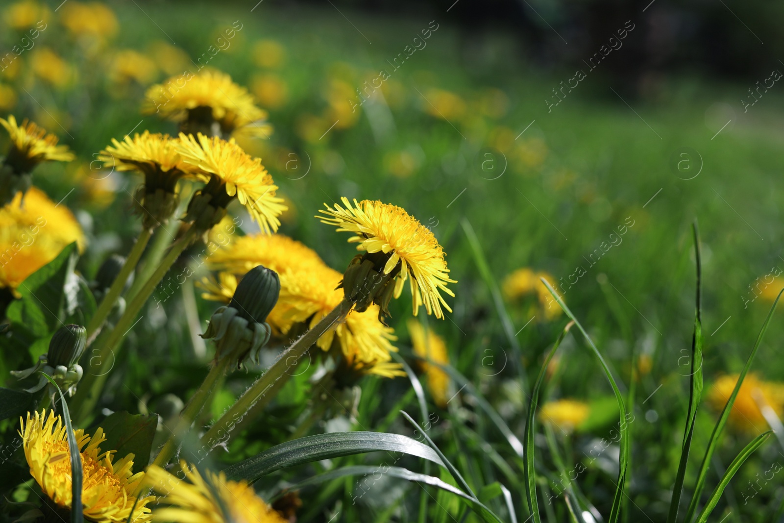 Photo of Beautiful bright yellow dandelions in green grass on sunny day, closeup. Space for text