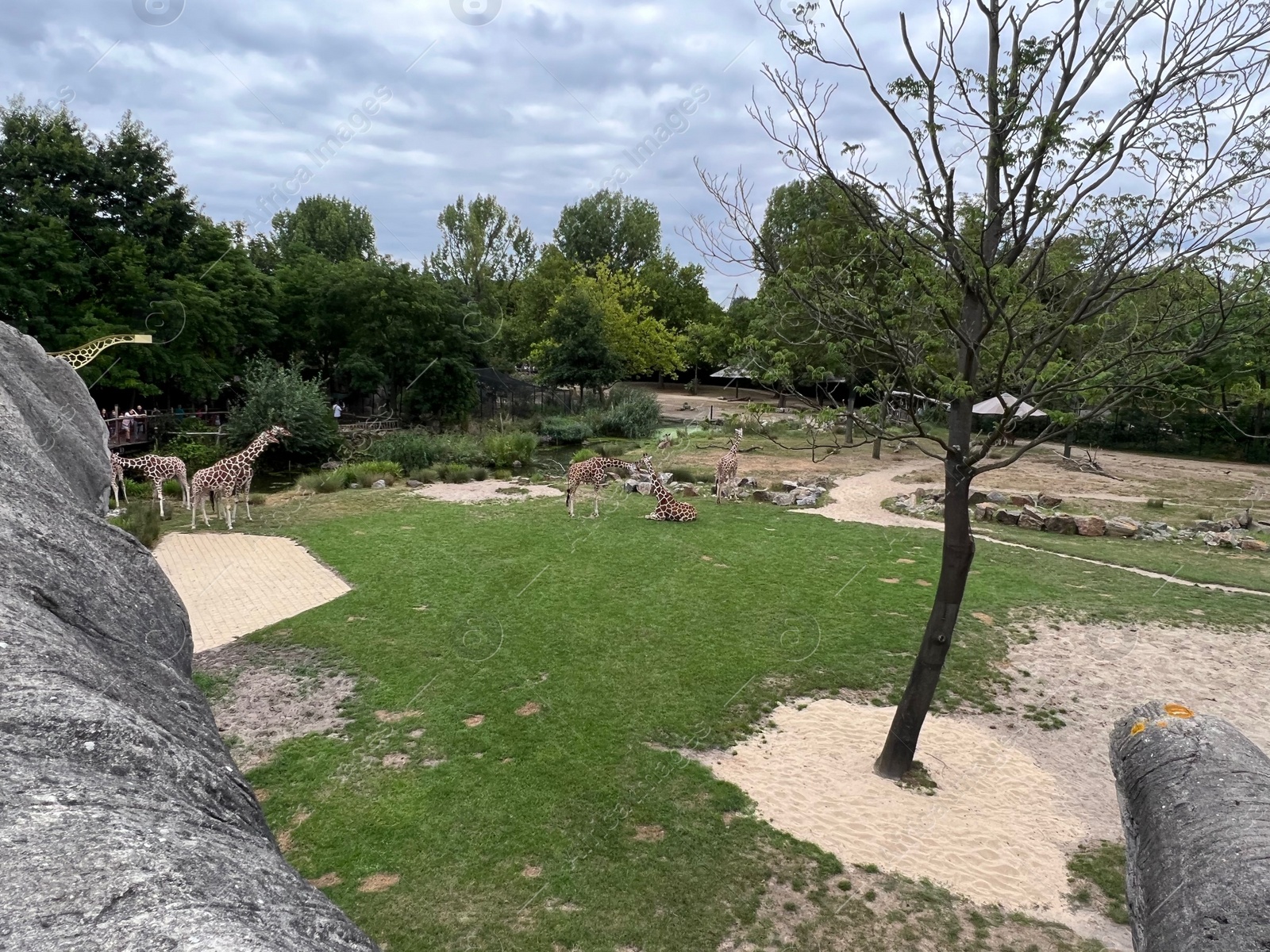 Photo of Rotterdam, Netherlands - August 27, 2022: Group of beautiful giraffes in zoo enclosure