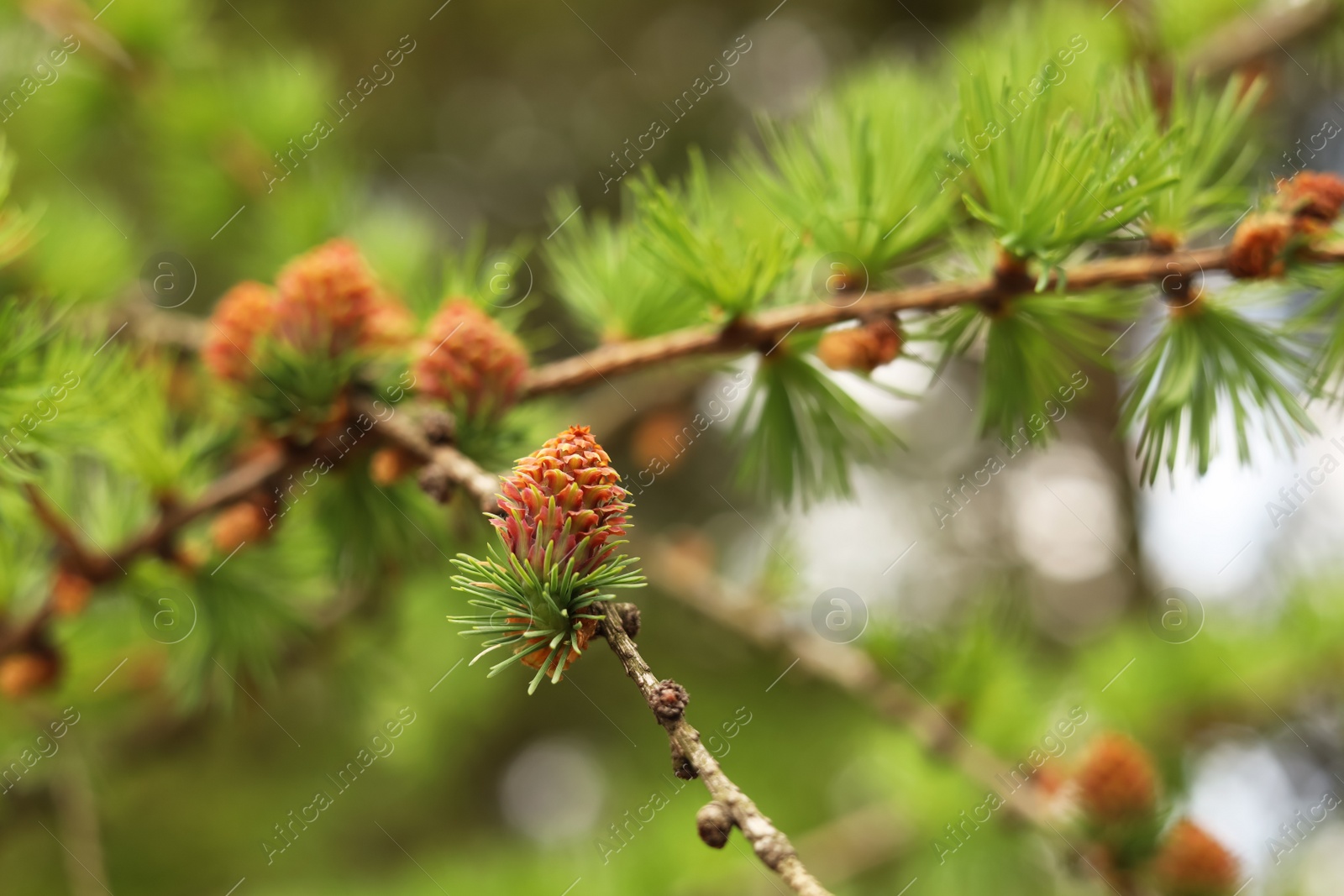 Photo of Pine tree branch with small cones against blurred background, closeup. Spring season