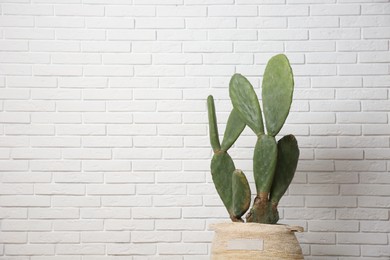 Photo of Beautiful potted cactus near white brick wall, space for text. Interior design